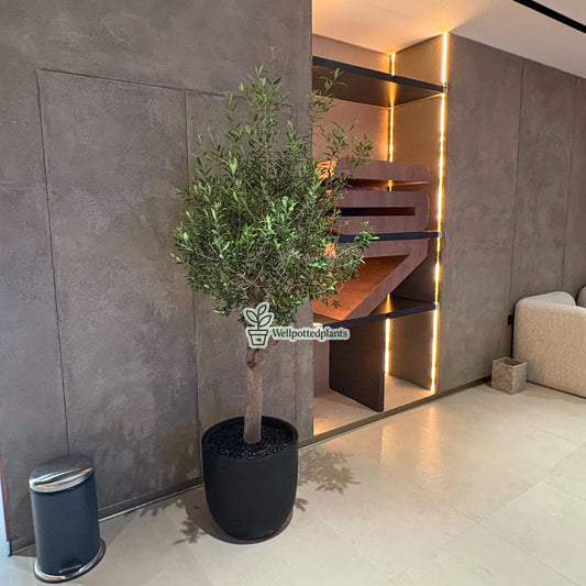 Olive Tree Indoor in Fiber Black Matte Premium