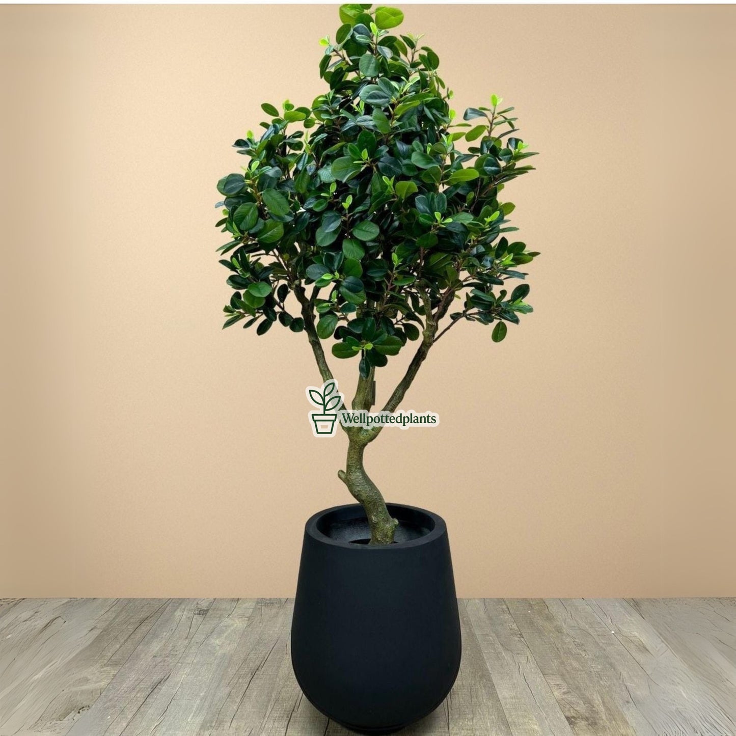 Artificial Ficus Multiple Trunk