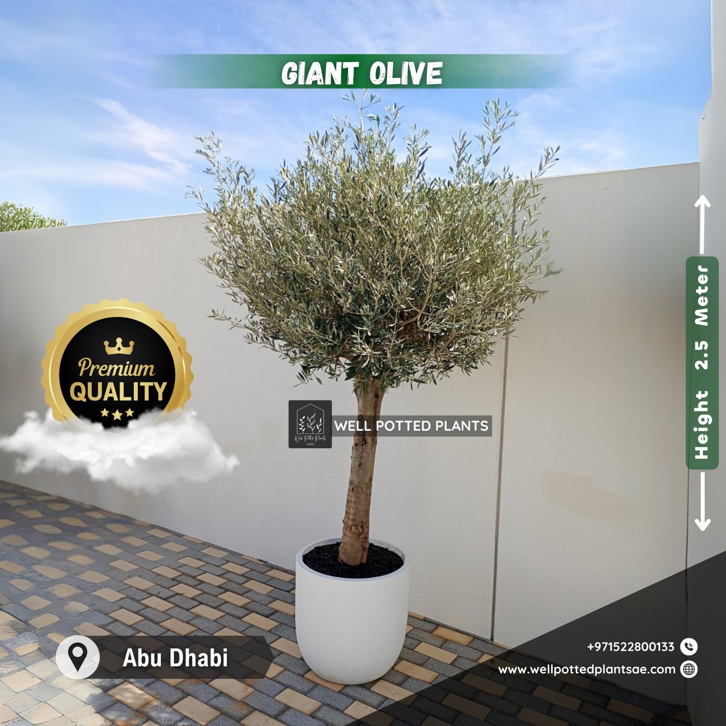Olive Tree Premium from Spain 30 yr old 2.5m to 3m