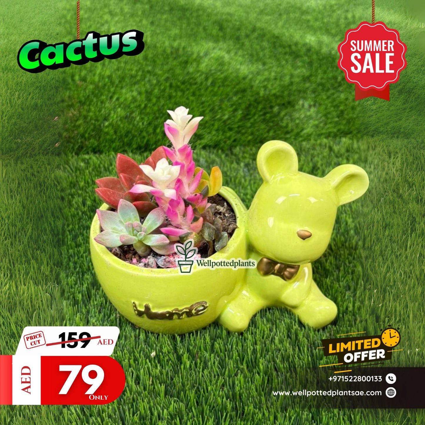 Cactus Table Plant in Decorative Pot