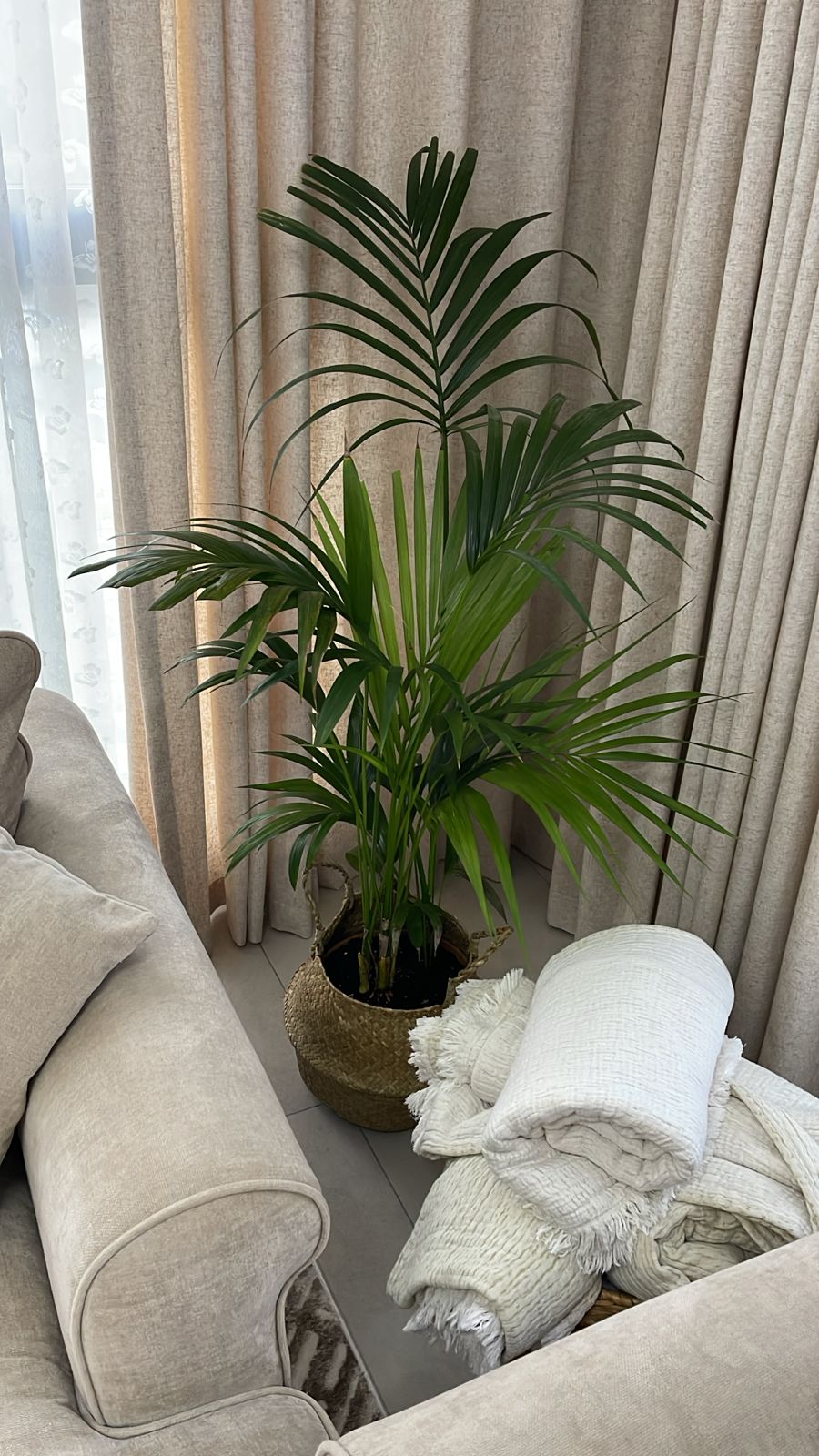Kentia in Basket