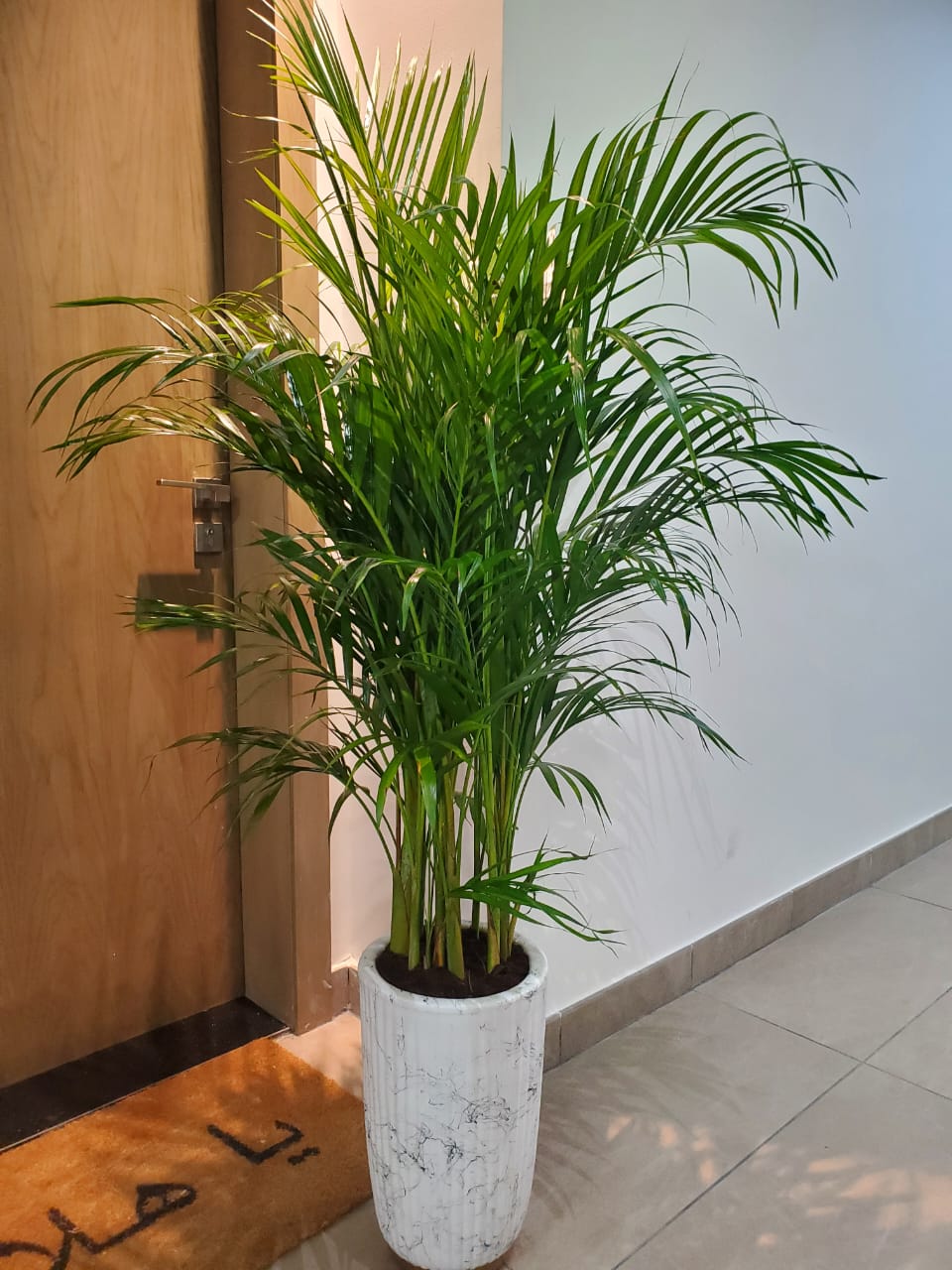 Areca Palm Bushy Each PROMO