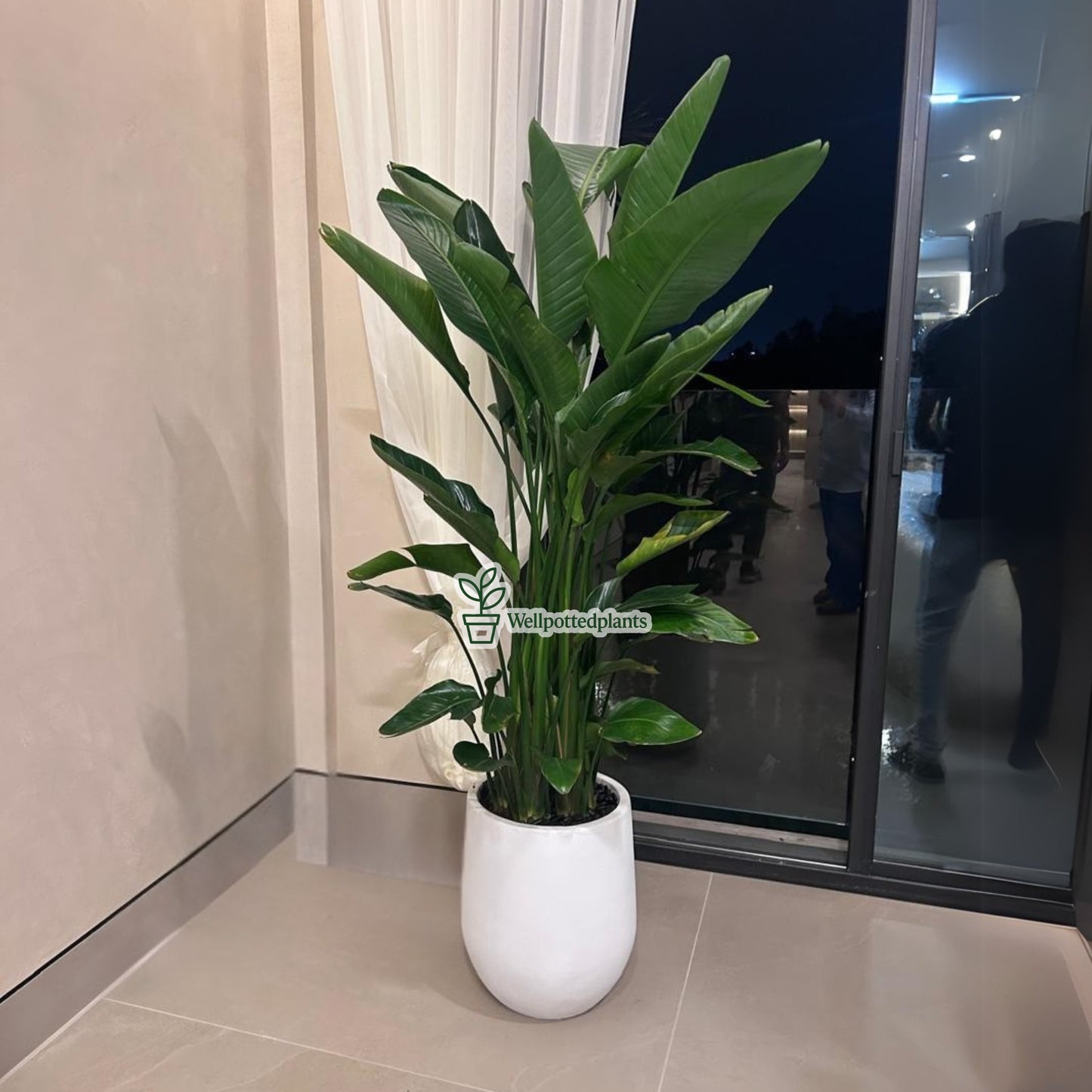 Birds of Paradise Premium in Fiber Pot 1.8m to 2m