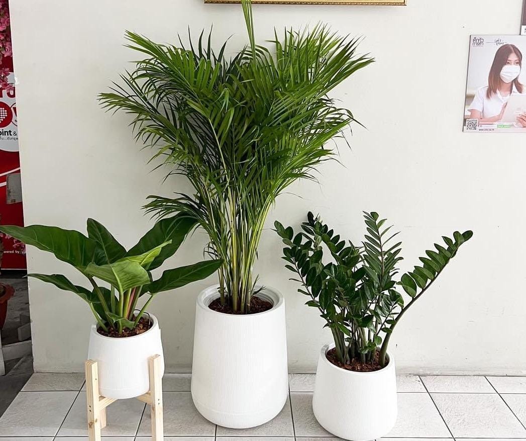 AA Office Plants Premium 3pc set Bundle