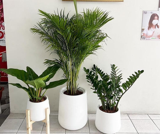 House Plants Premium 3pc set Bundle Best Seller