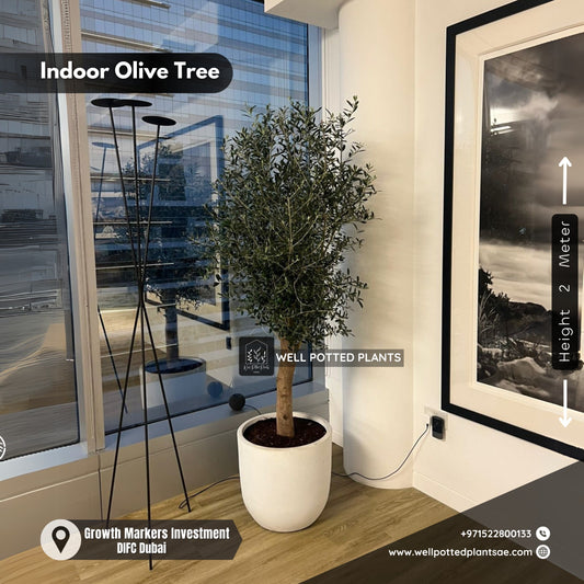 Olive Indoor Premium in Fiber From Spain