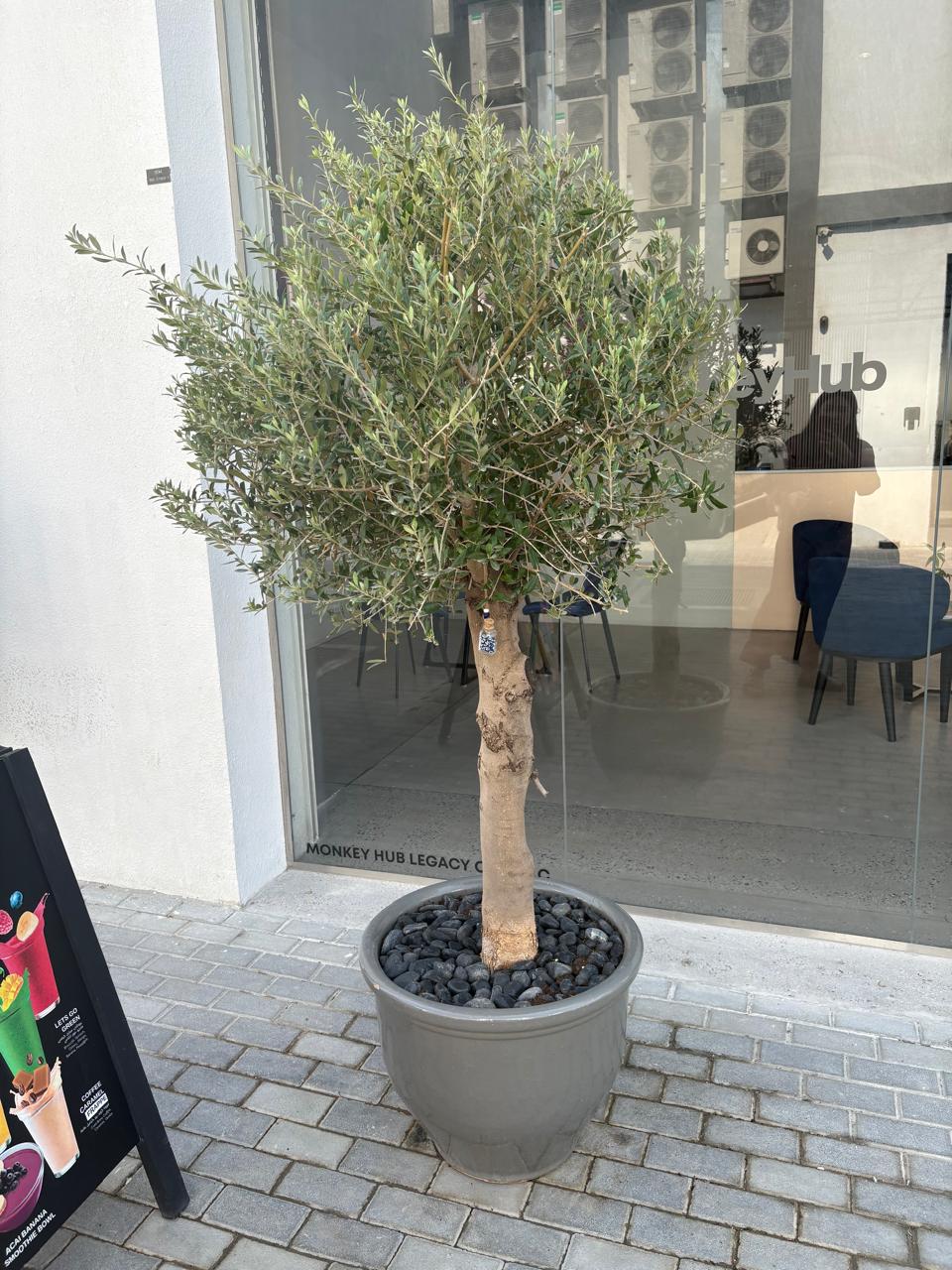 Big Olive Tree in Premium Pot