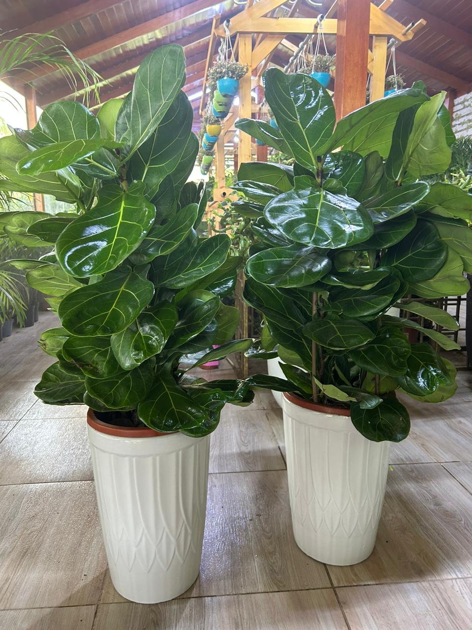 Fiddle Tree (Each) PROMO