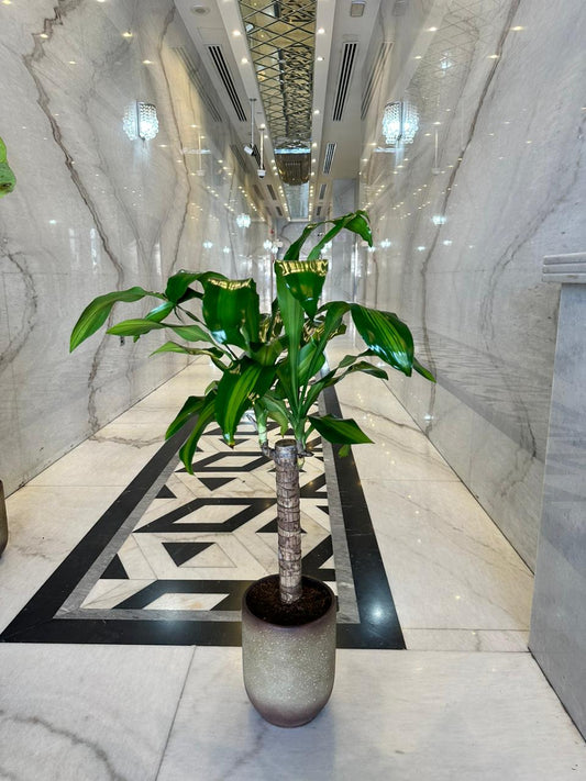 Fortune plant in Beige