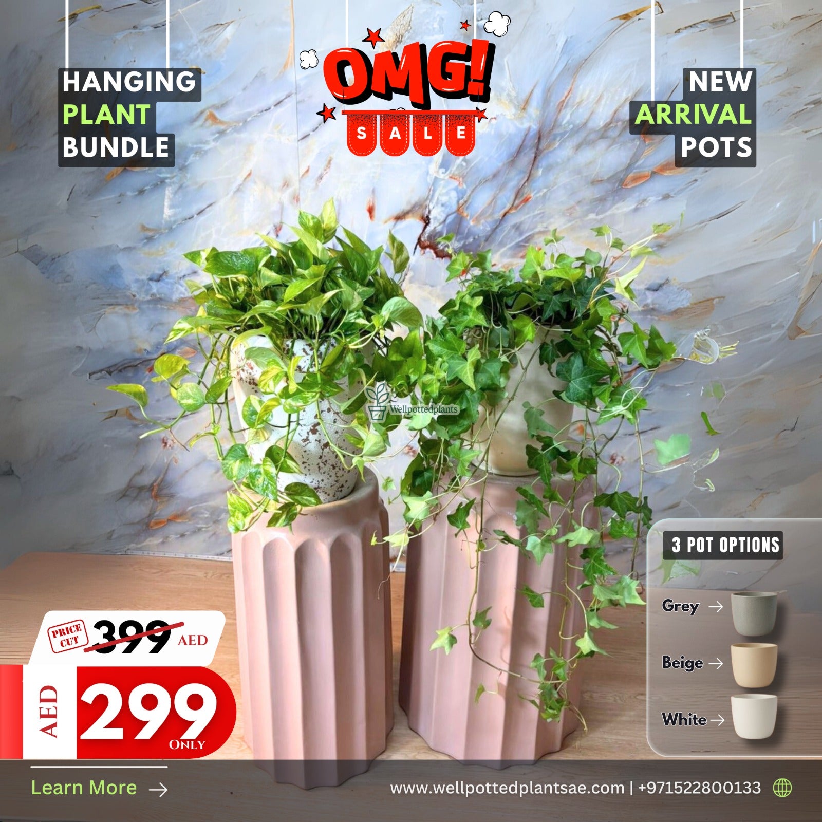 Hanging Plants Bundle Premium New with pot