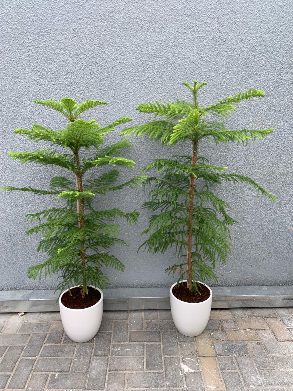 Pine Tree Each in Ceramic