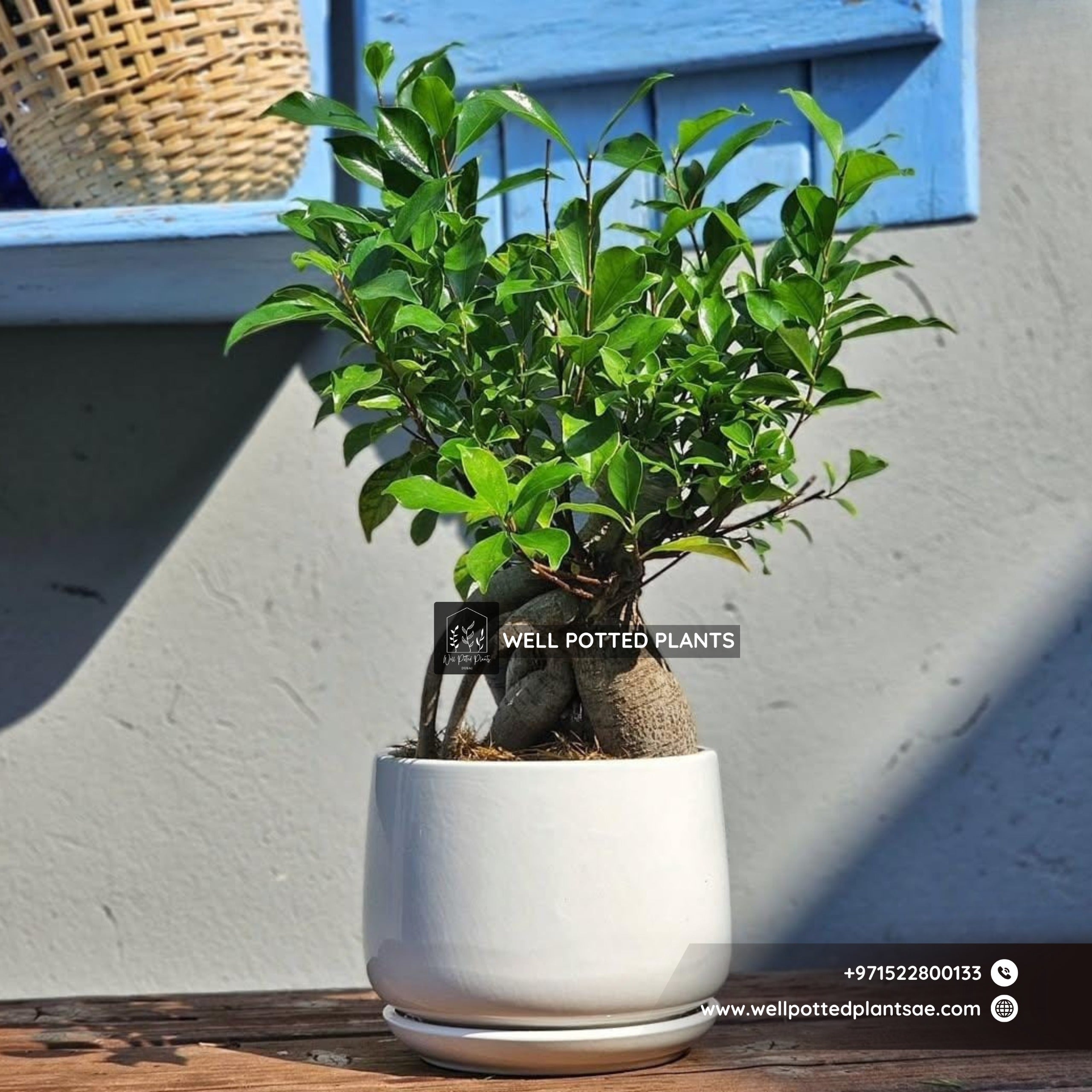 Bonsai Table Plant Premium