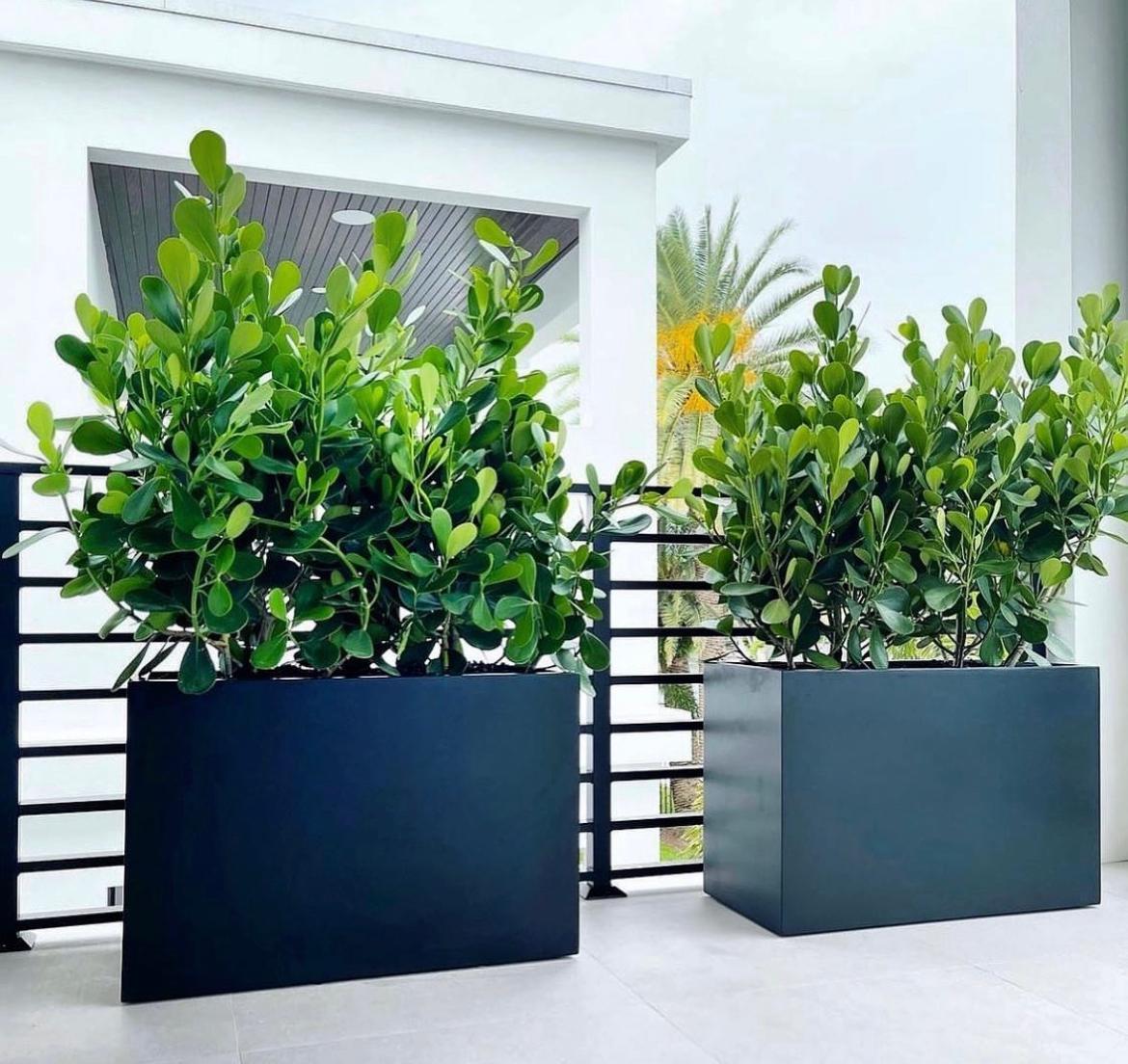 Ficus in rectangle privacy plant UAE