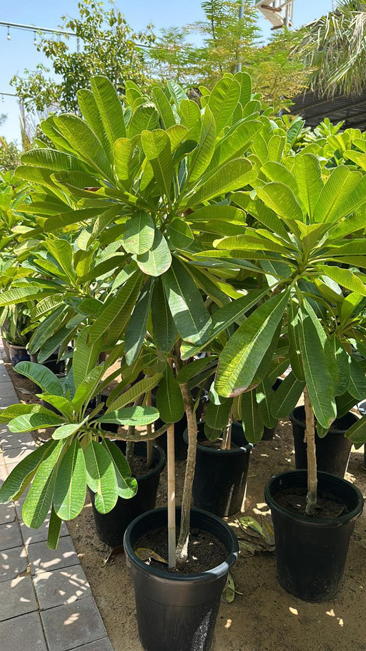 Plumeria XL in Nursery Pot