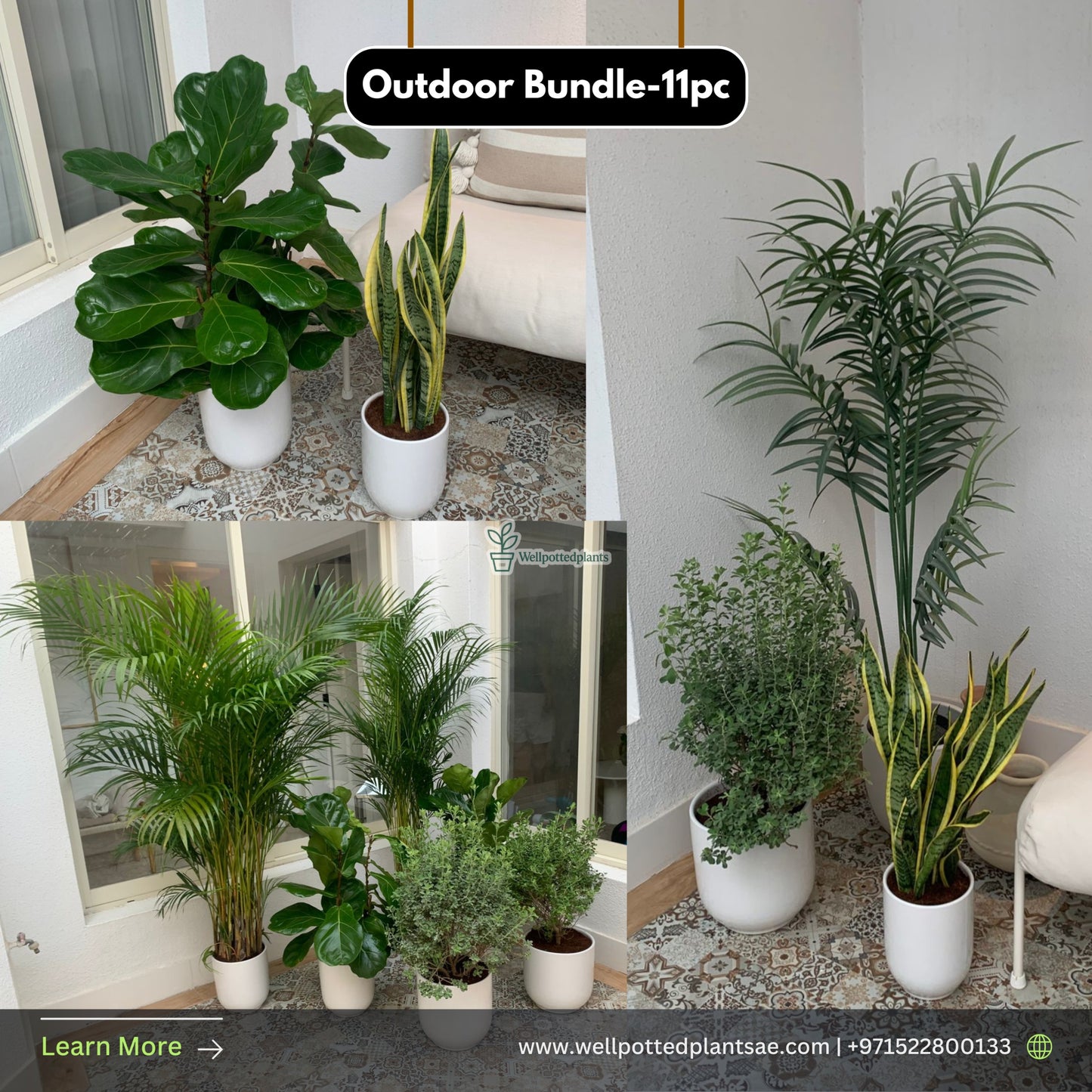 Outdoor Plants Bundle -11pc