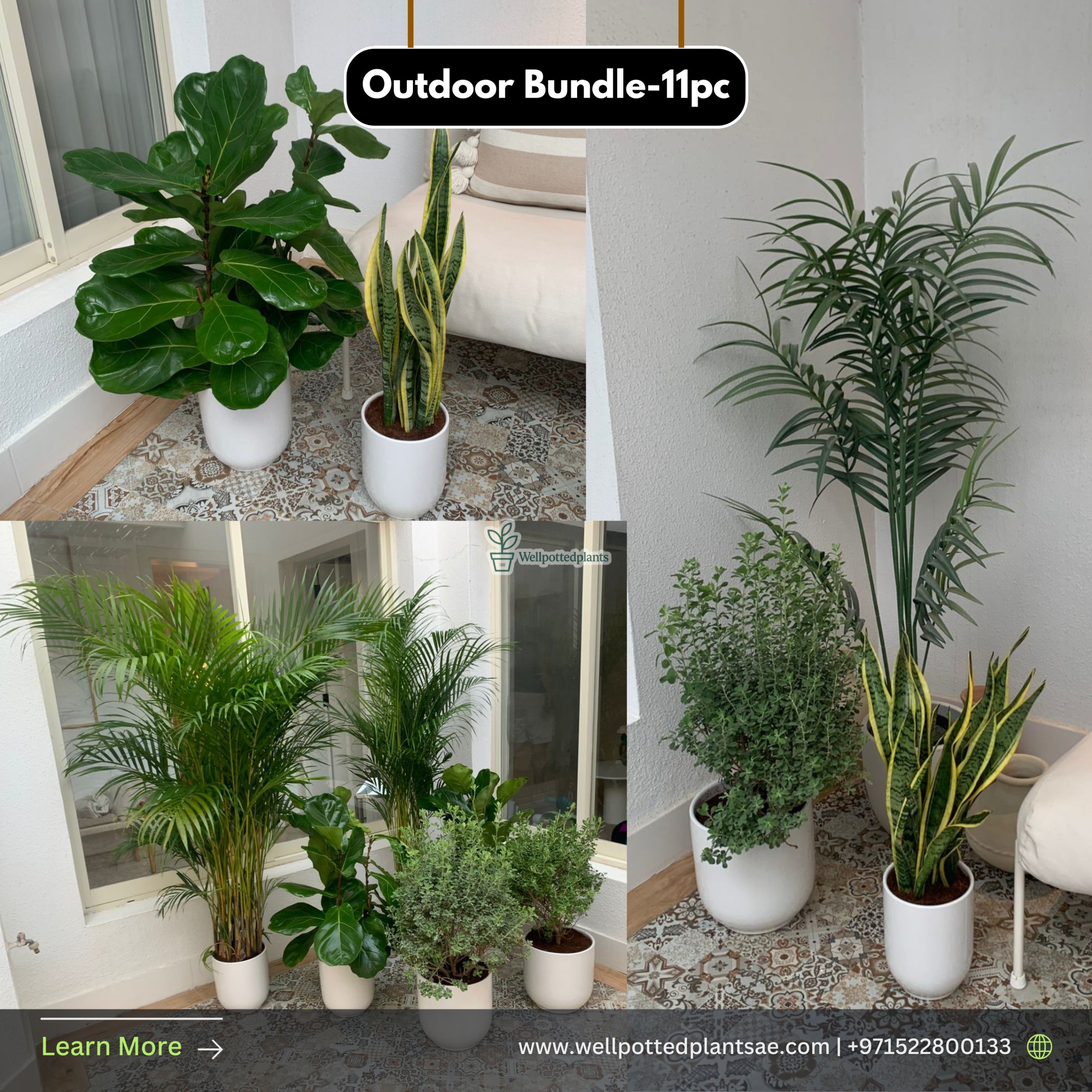 Outdoor Bundle -11pc Plants UAE