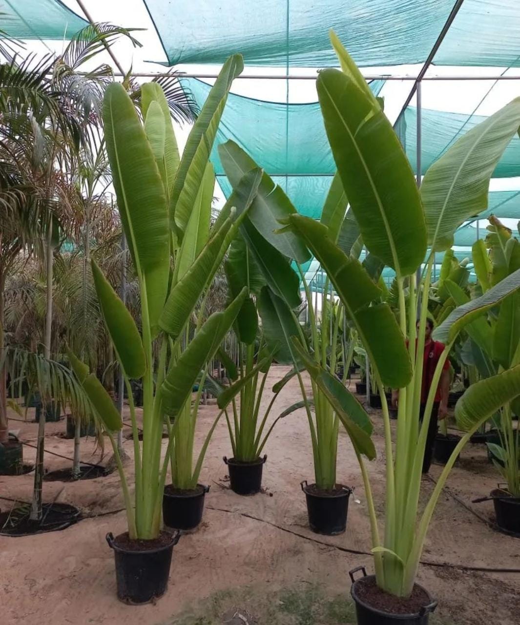 550DH Travelers Palm XL PROMO 3m Premium Quality