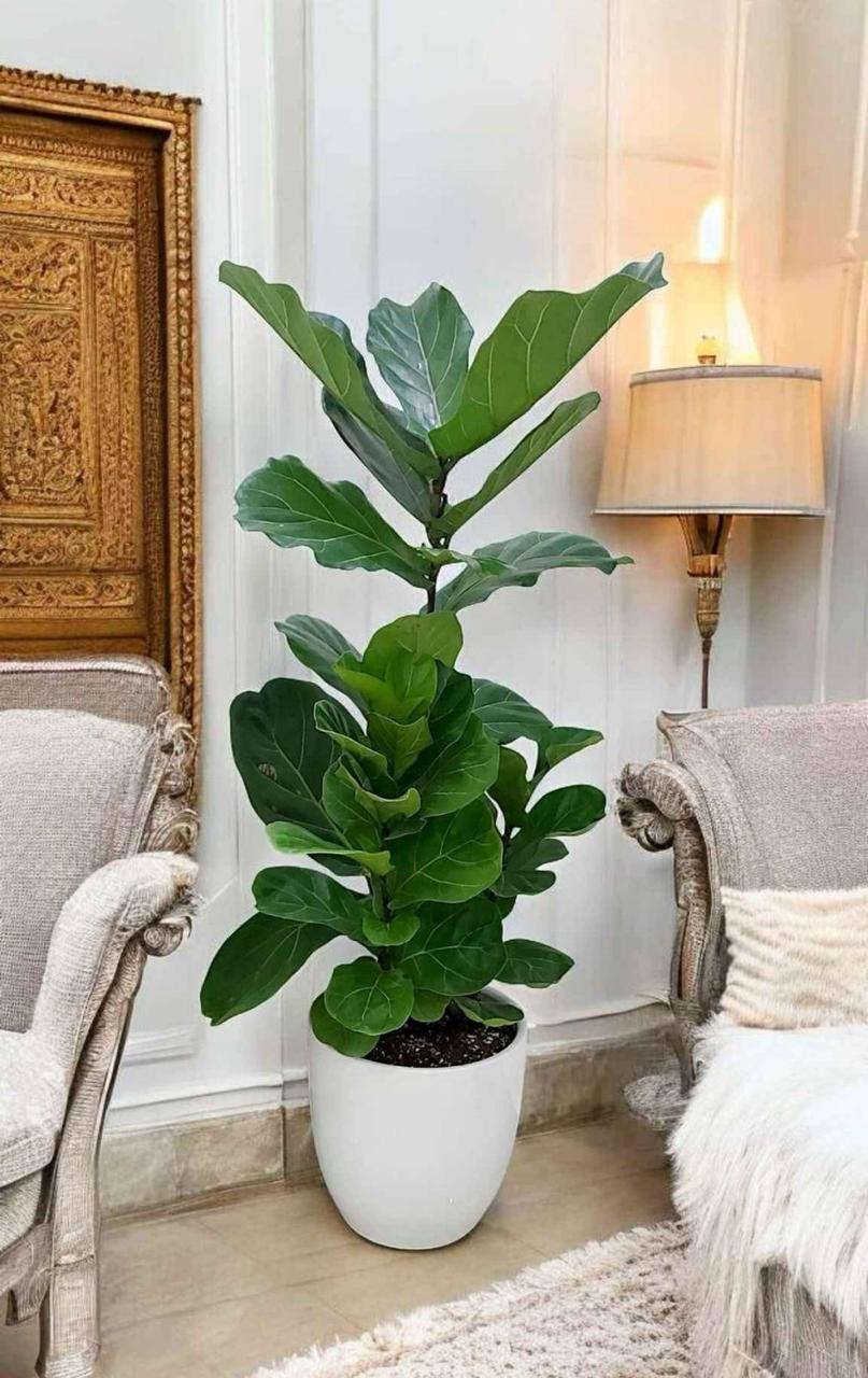 Premium Fiddle 199DH