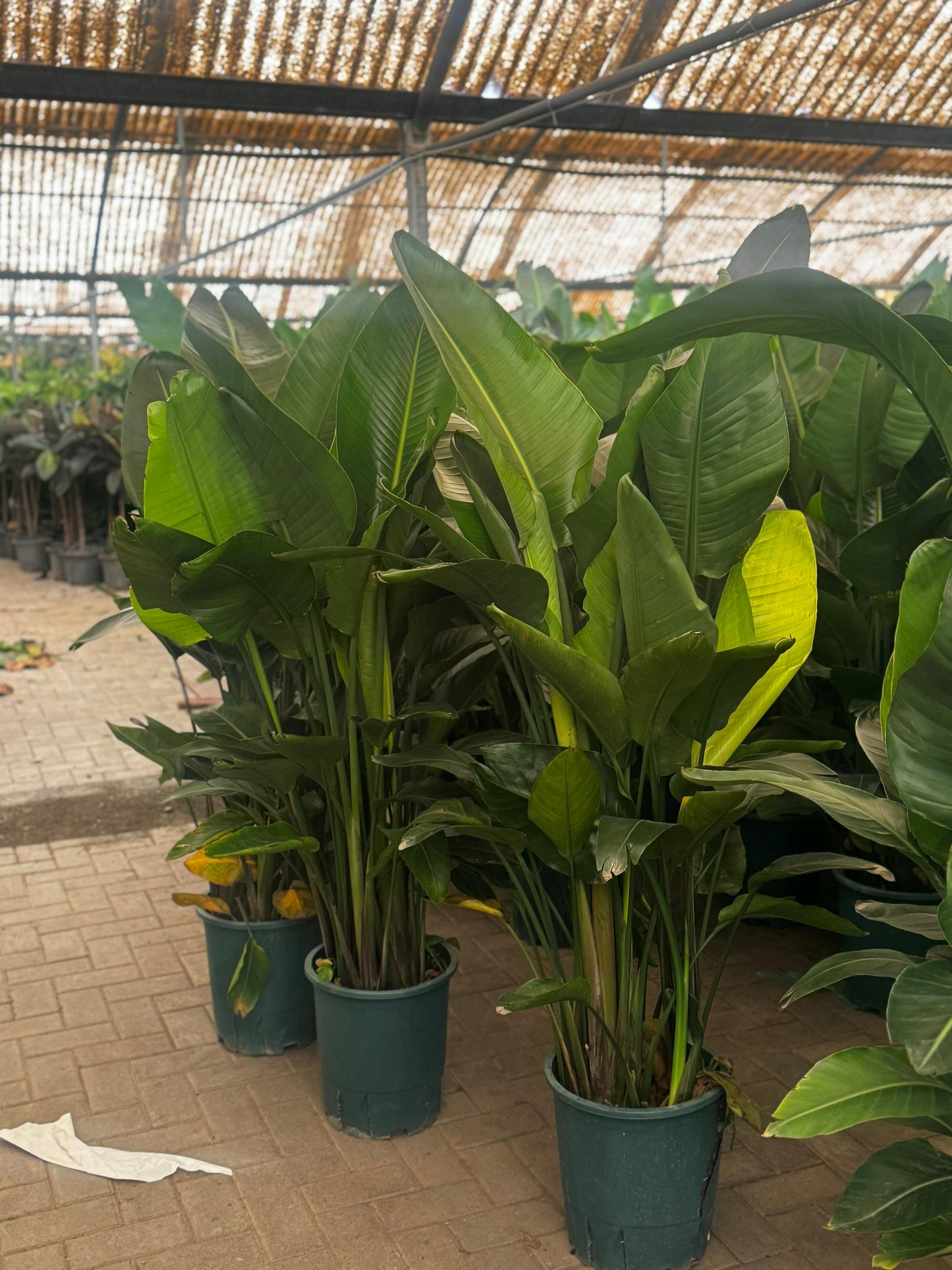 Birds of Paradise Members Exclusive Deal 130cm to 150cm-199DH