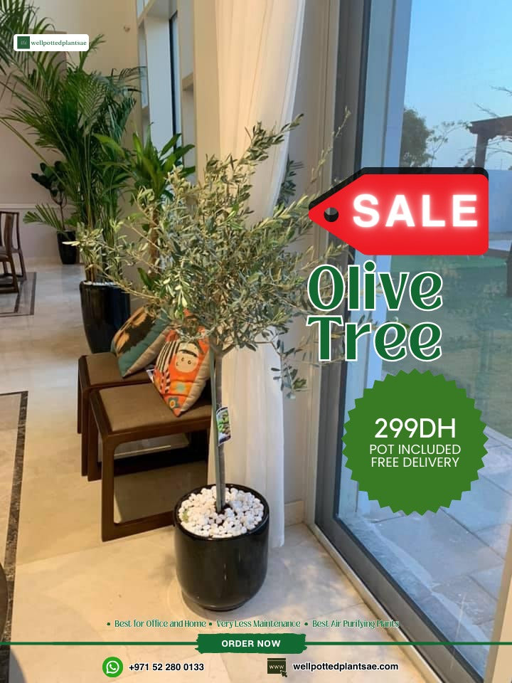 299DH Medium Olive Tree Wow Sale 💥