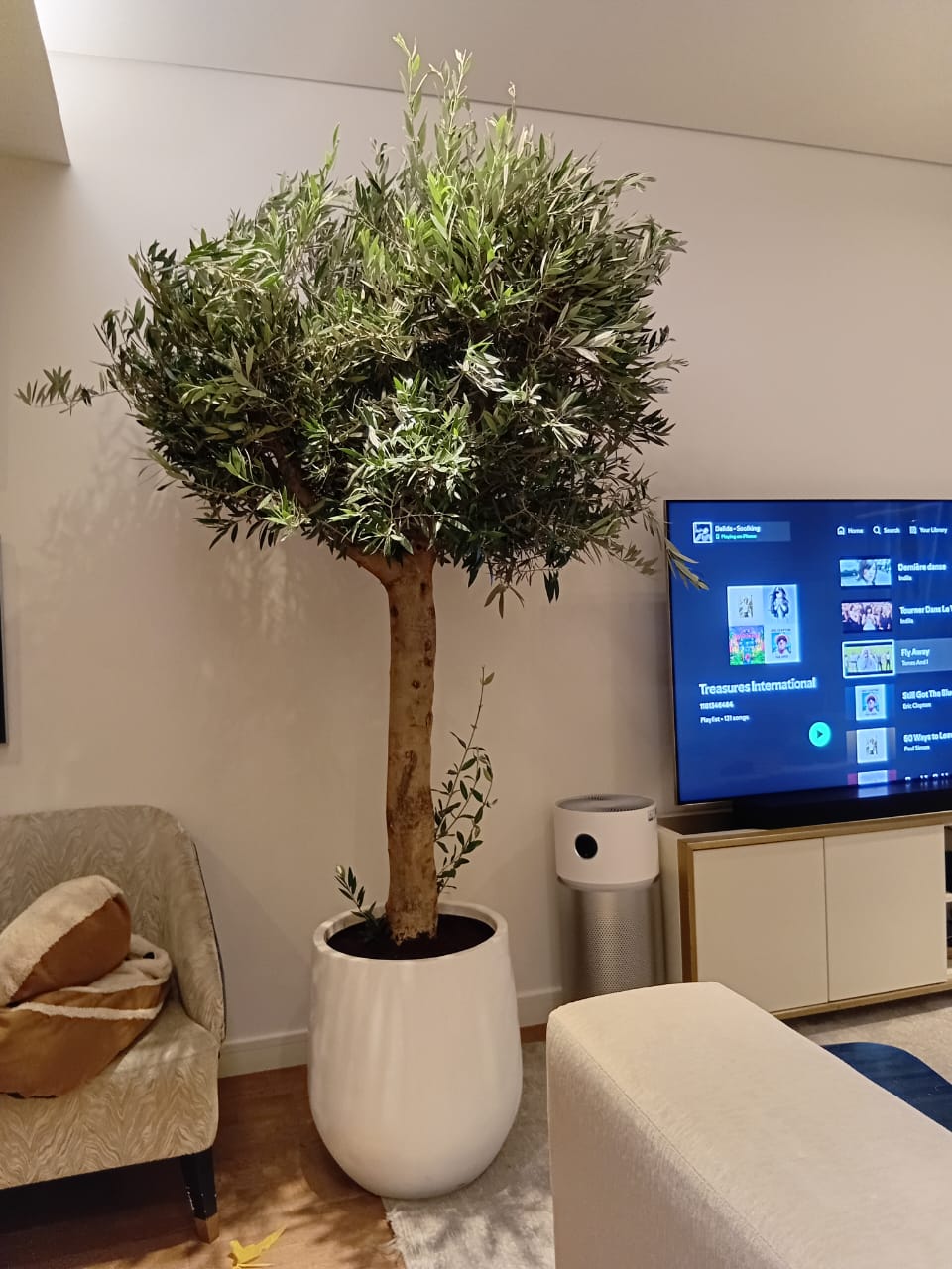 Olive Tree Premium from Spain 30 yr old 2.5m to 3m