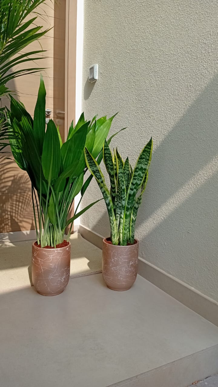 House Plants Bundle Aspiradas+ Snakeplant