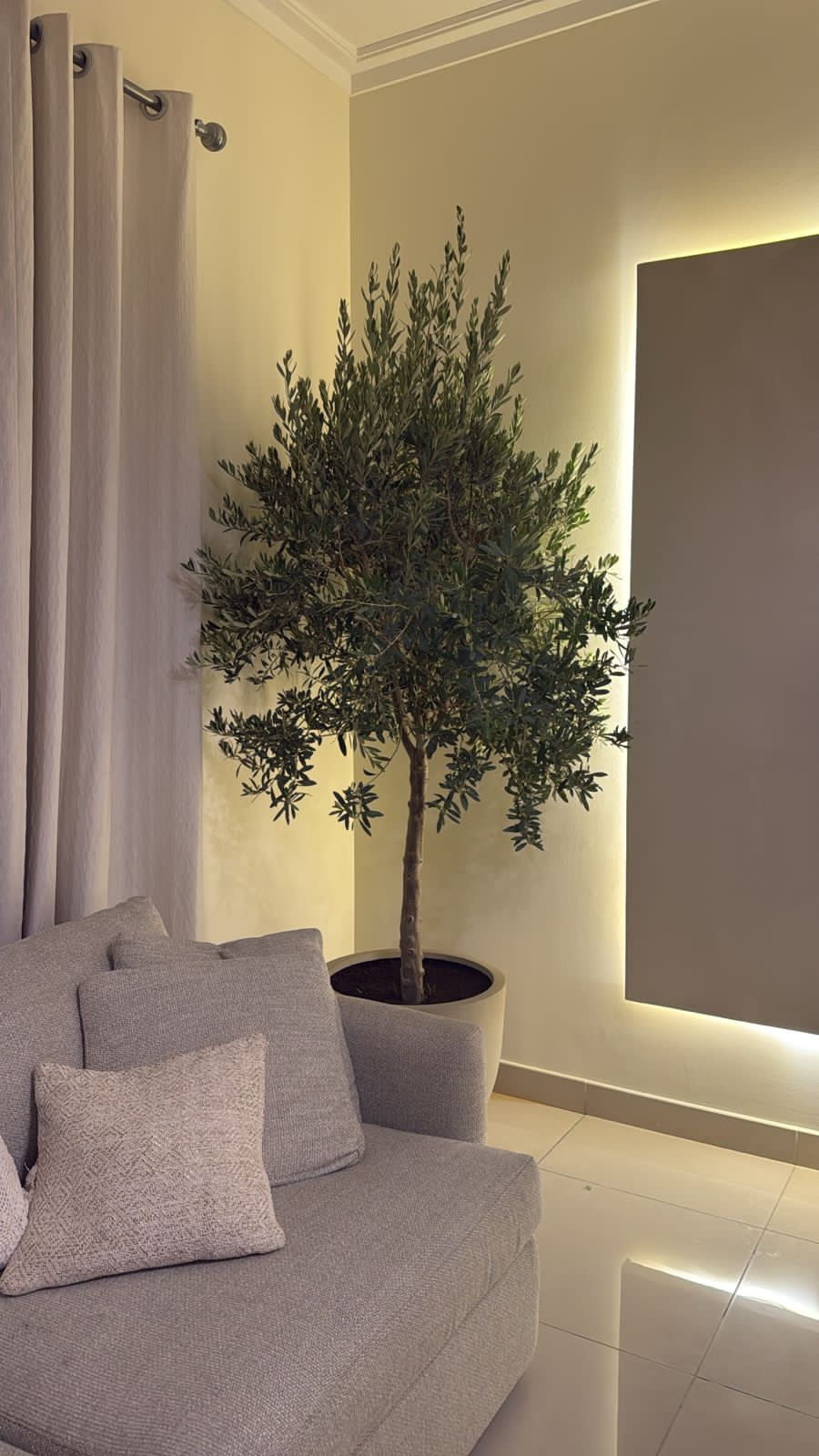 Big Olive Height 2m on Clearance Sale