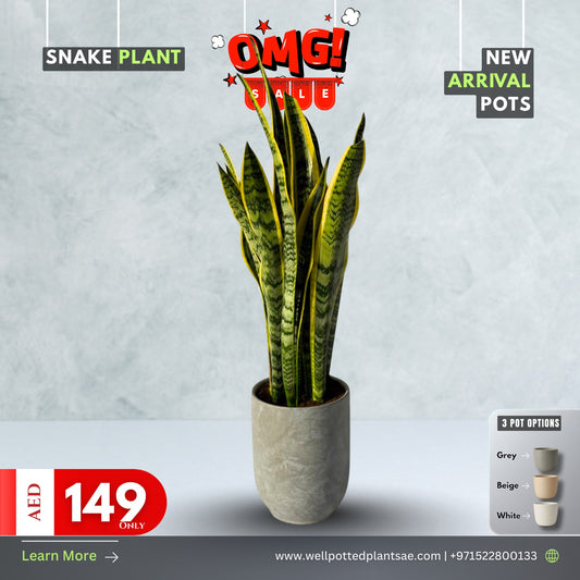 Snakeplant in Concrete Grey NEW