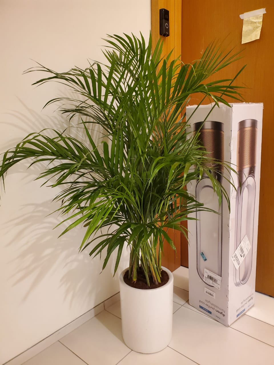 Areca Palm Bushy Each PROMO