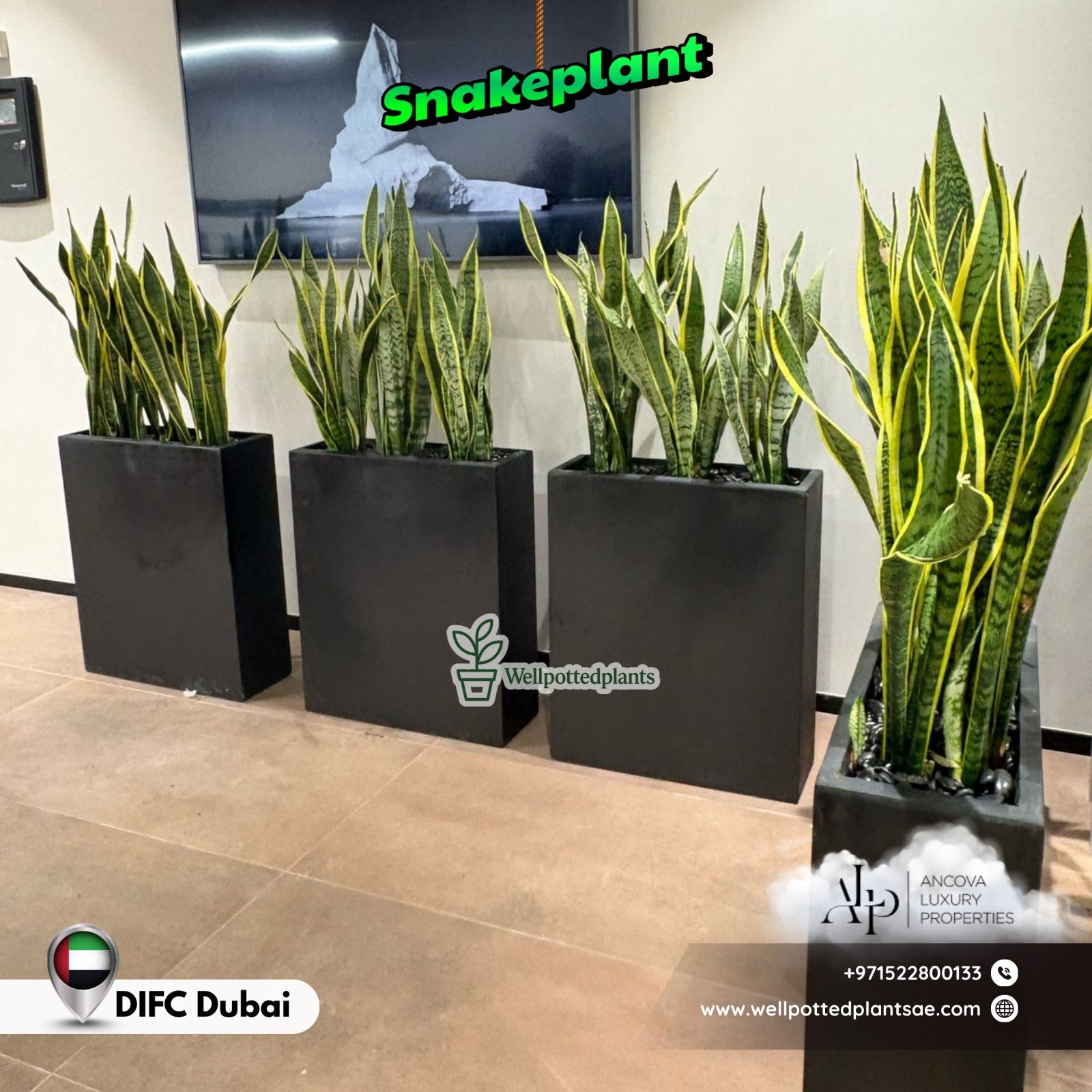 Snakeplant Office Plants in Fiber Long Each