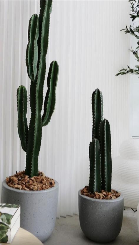 Cactus Holland Premium Bundle New