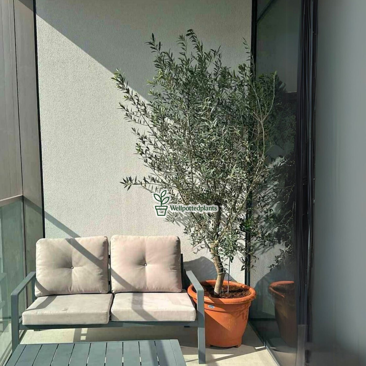 Olive Tree from Spain 2m