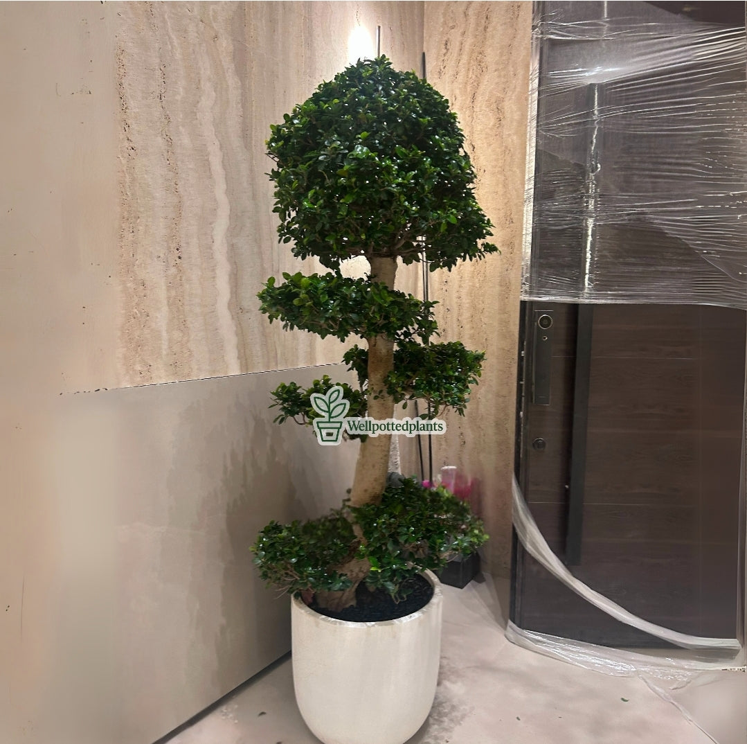 Bonsai XXL 2.2m to 2.5m in Fiber Pot