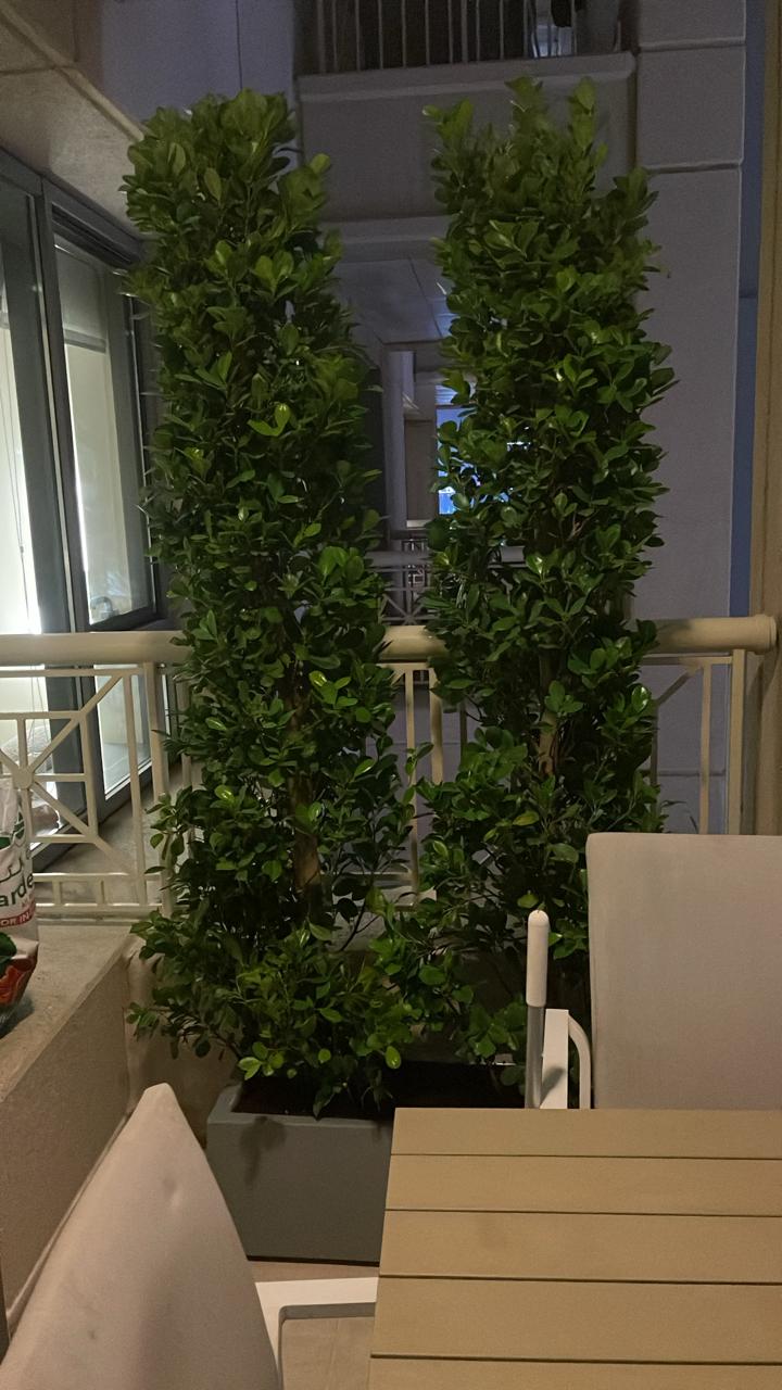 Privacy Plant in Fiber Pot