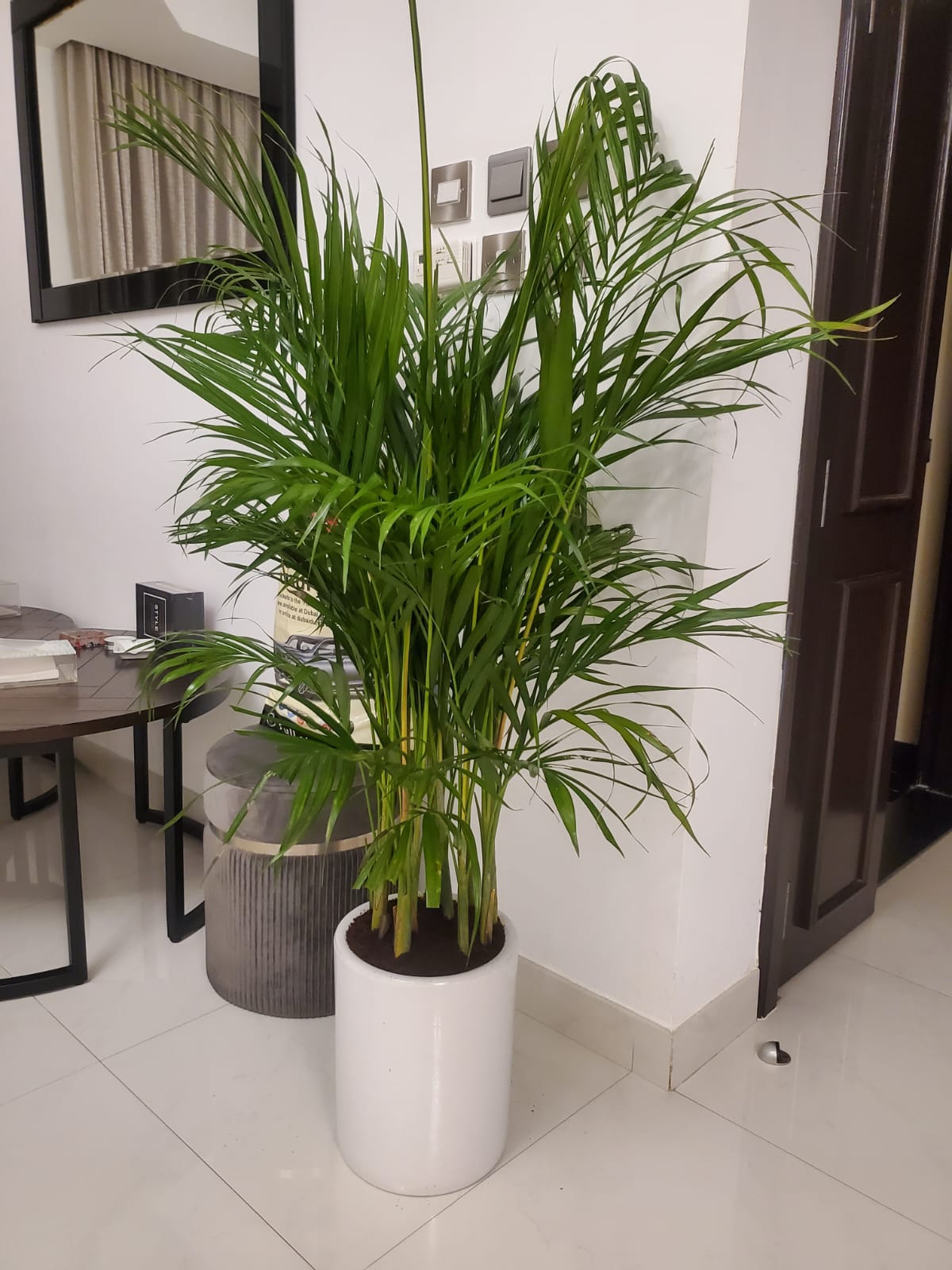 Areca Palm Bushy Each PROMO