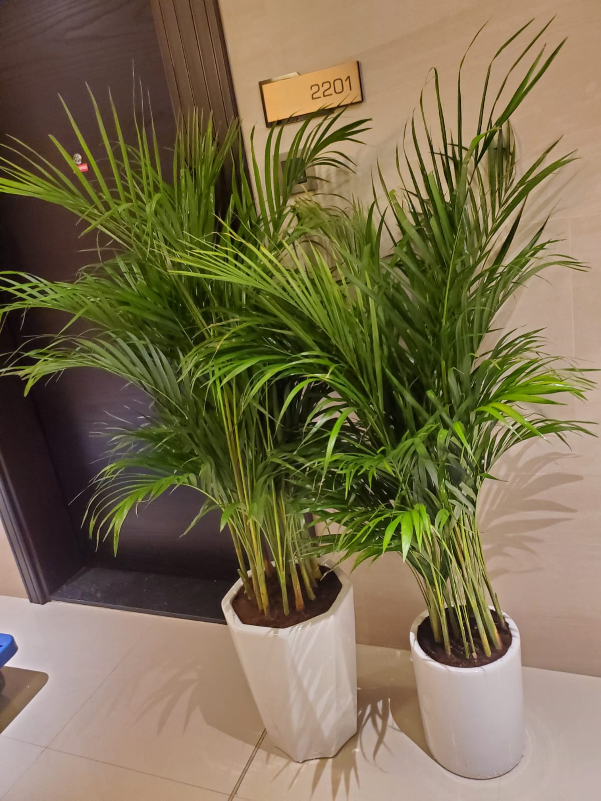 Areca Palm Bushy Each PROMO