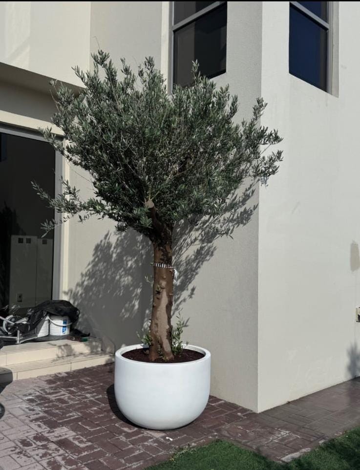 Olive Tree XXLarge Premium  Fiber Pot 2.5m to 3m