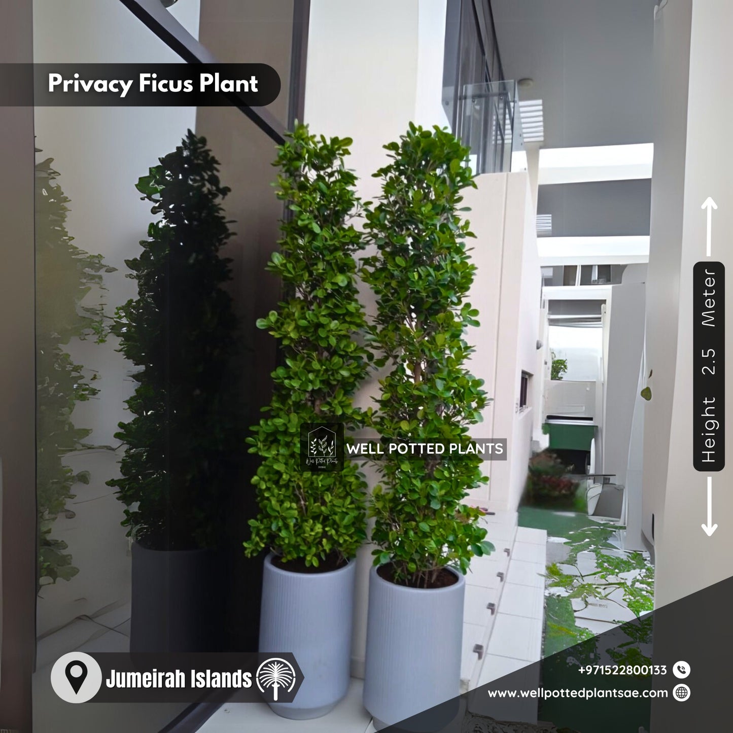 Privacy Plant in Grey Each