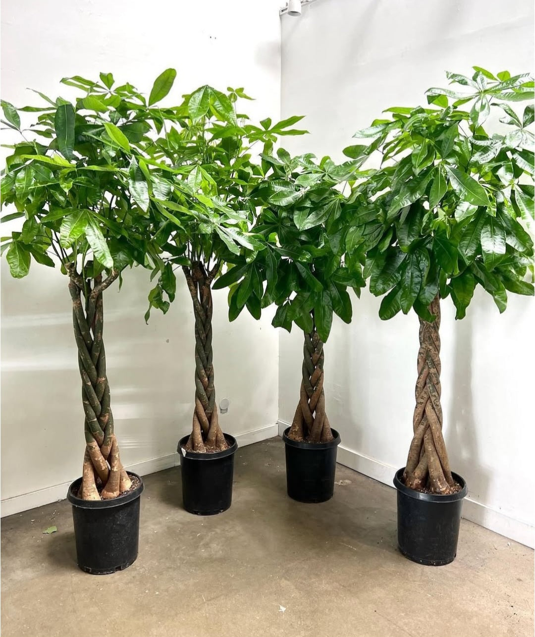 Pachira Twisted in Plastic Pot Buy 1 Get 1 Free