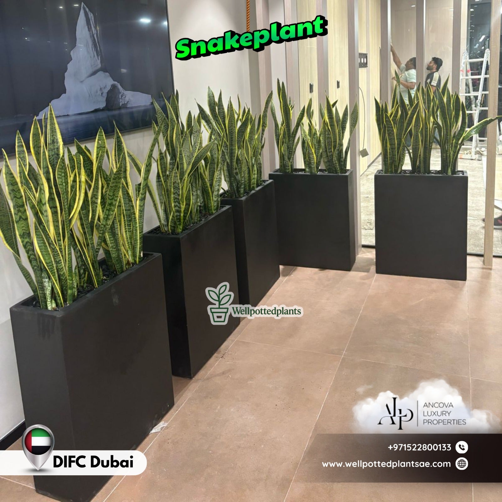 Snakeplant Office Plants in Fiber Long Each