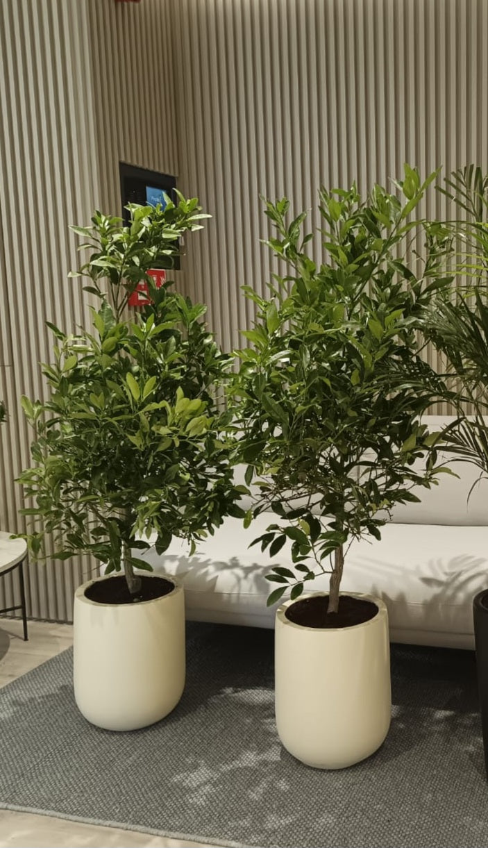 Big Lemon Tree in Fiber Beige Pot (Each)