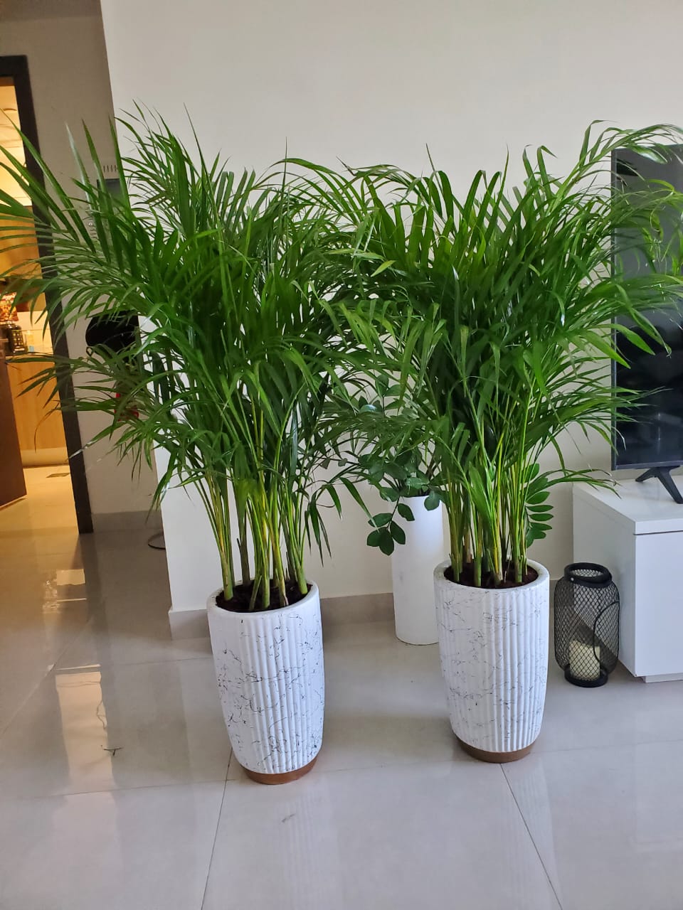 Areca Palm Bushy Each PROMO