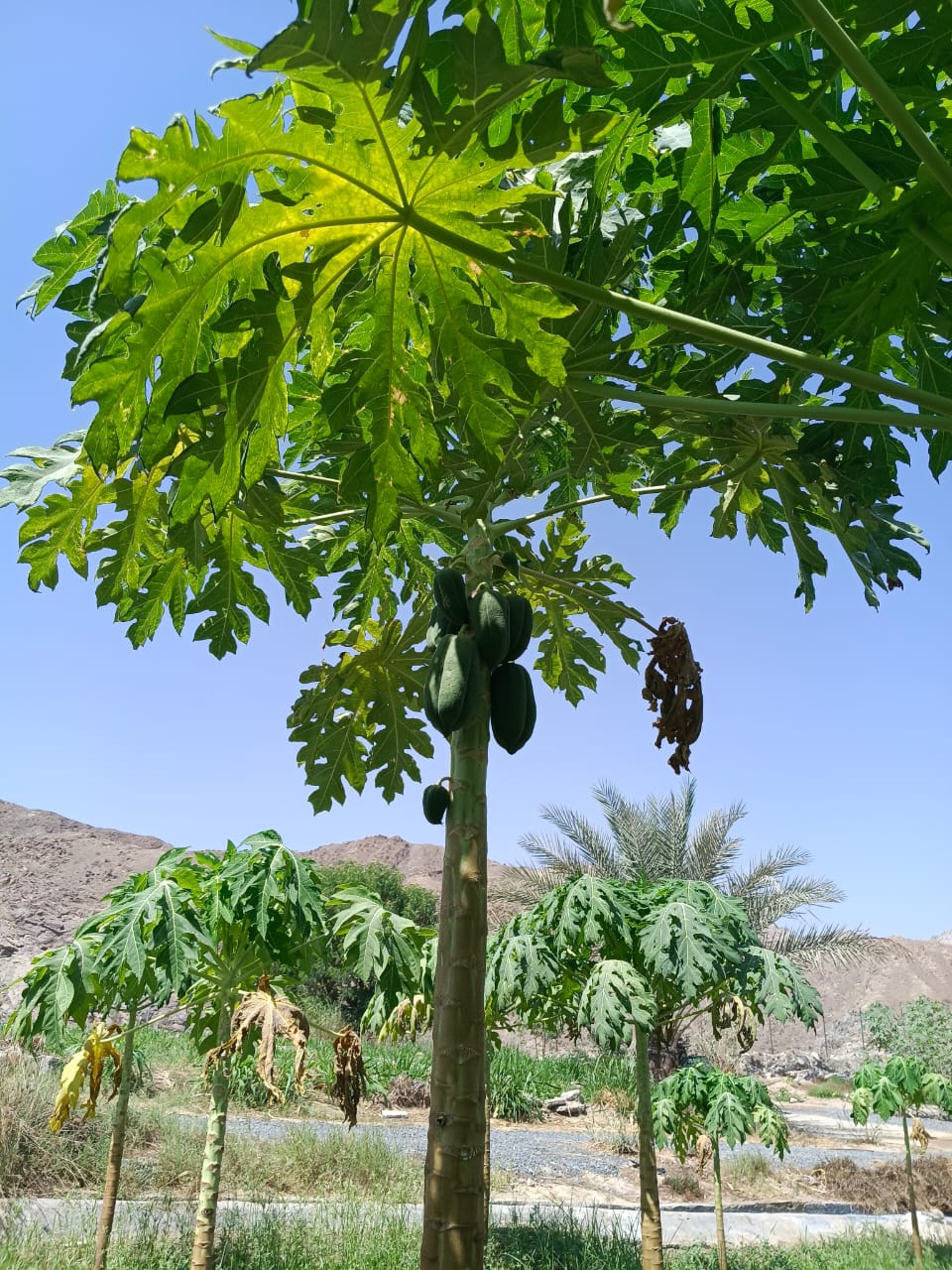 Fruit Tree Papaya Big