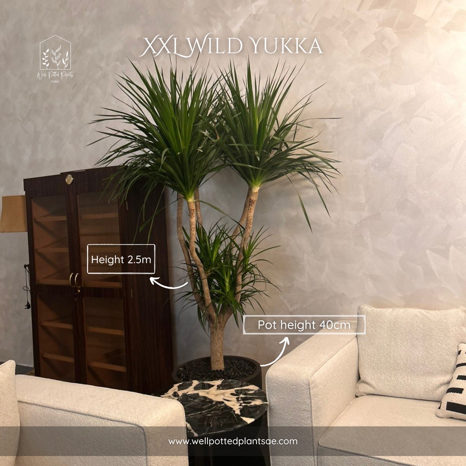 Spineless Agave in Fiber 2m Plants UAE
