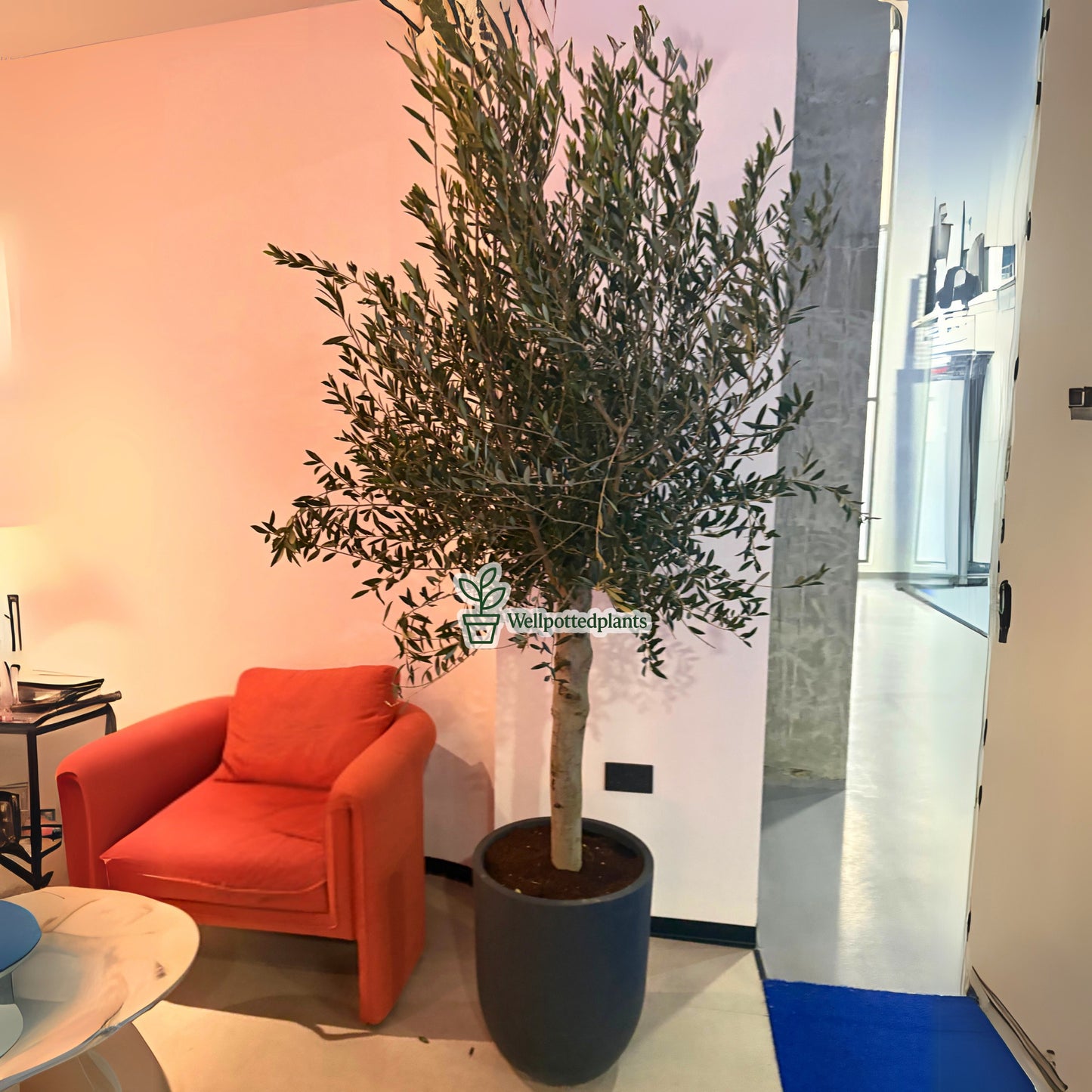 Olive Tree Indoor in Fiber Black Matte Premium