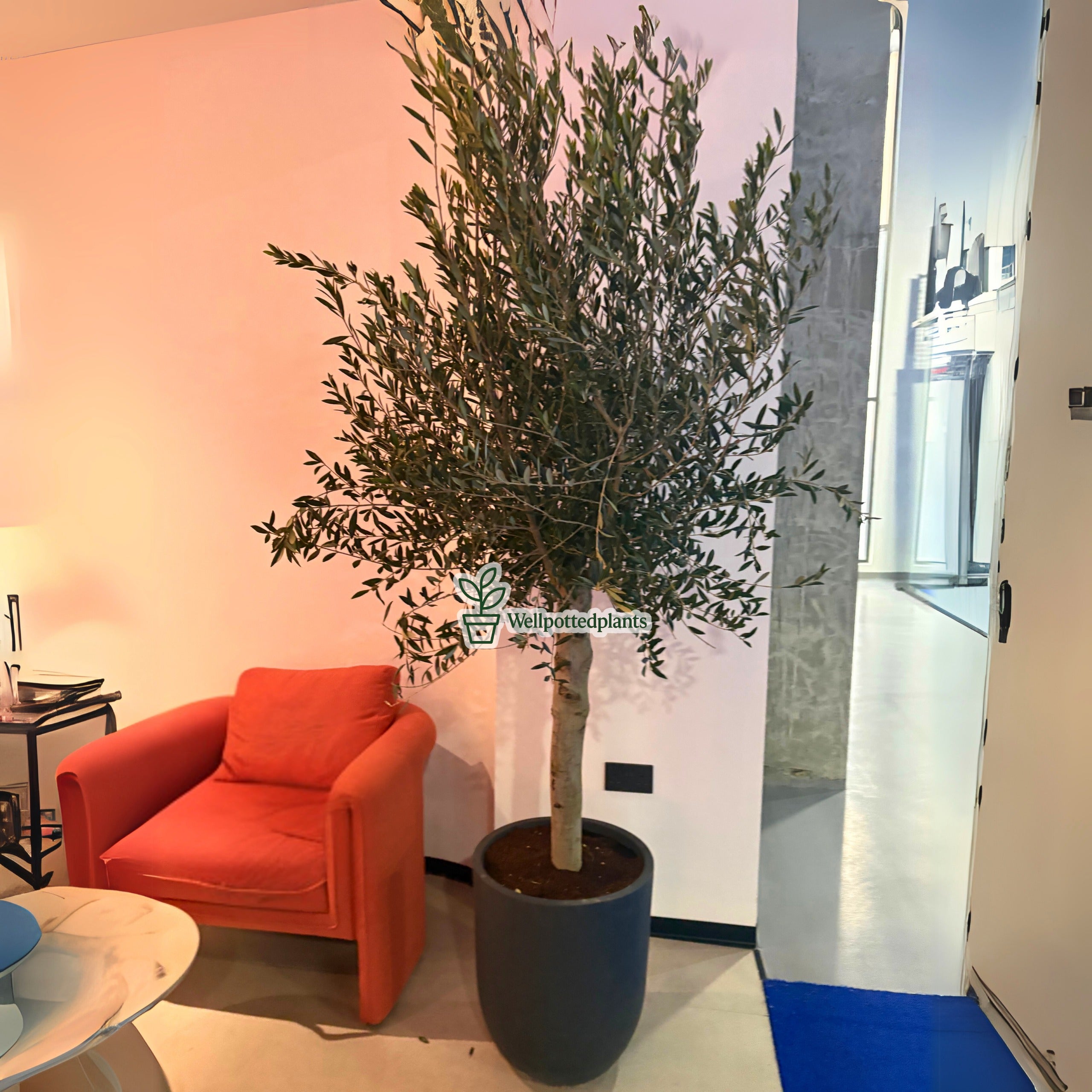 Olive Tree Indoor in Fiber Black Matte Premium