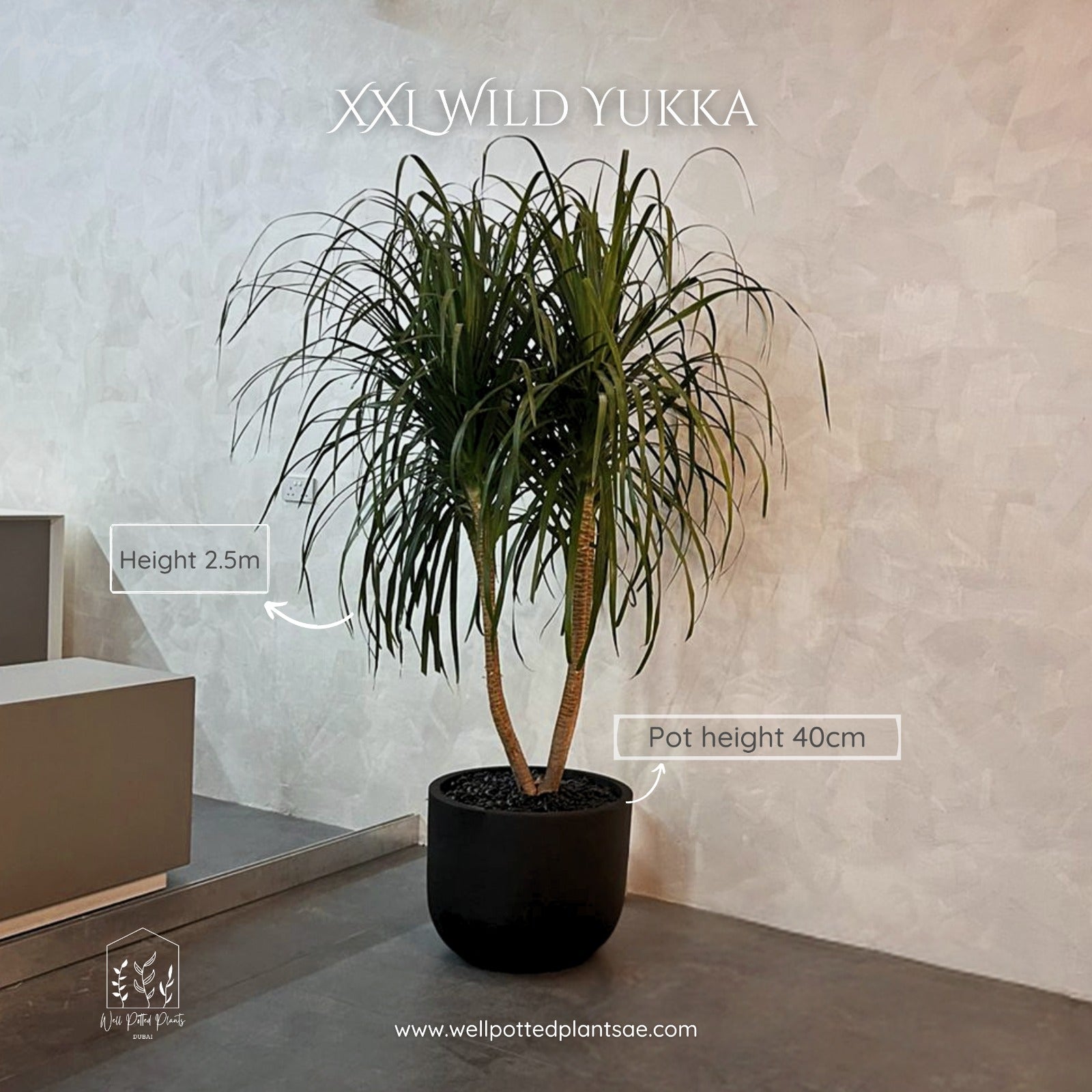 Spineless Agave in Fiber 2m Plants UAE