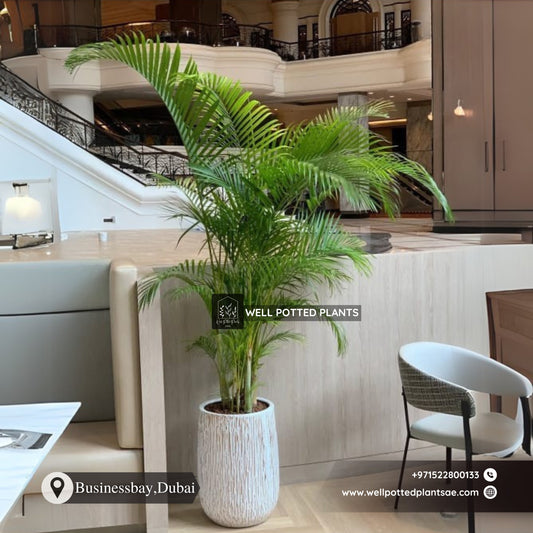 Indoor Palm Tree in Rustic Pot