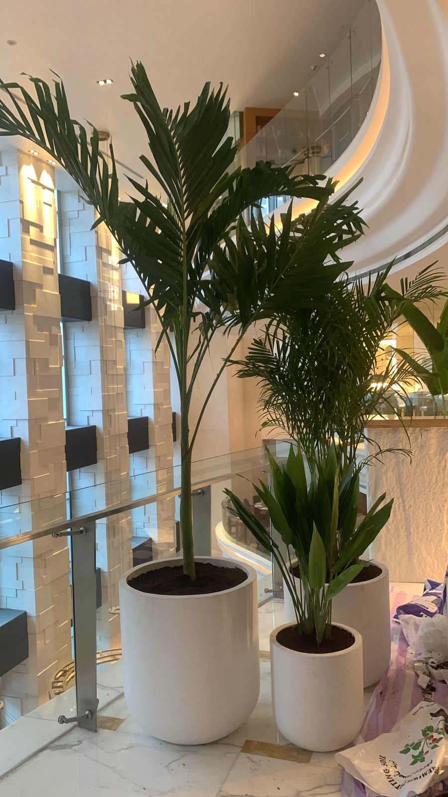 Office Plants Bundle 3pc in Fiber Pot (SAVE 700DH) Hotel Quality