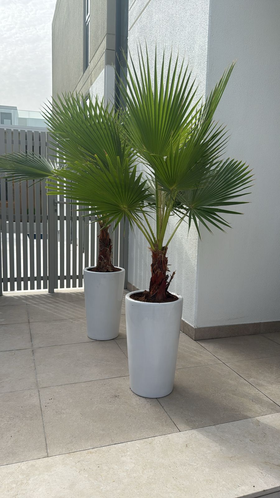 Washingtonia Palm Each